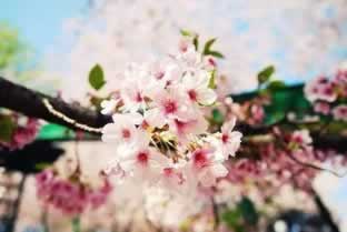 網(wǎng)上風(fēng)控審核平臺(tái)財(cái)務(wù)清算維護(hù)不給我提款 操作辦法（圖）